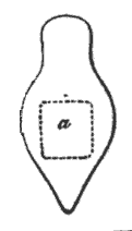 Diagram of Sperm Whale - b