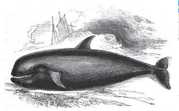 Black Fish of South-Sea Whalers
