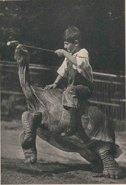 A Galapagos tortoise (Testudo vicina) from Albemarle Island, which has lived twenty years in the New York Zoological Park.