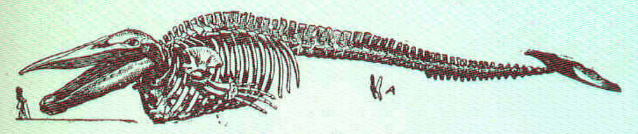 Skeleton Of Right Whale Showing Comparative Size Of Man