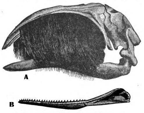Jaws Of Right Whale Showing Whalebone. Lower Jaw Of Sperm Whale Showing Teeth.