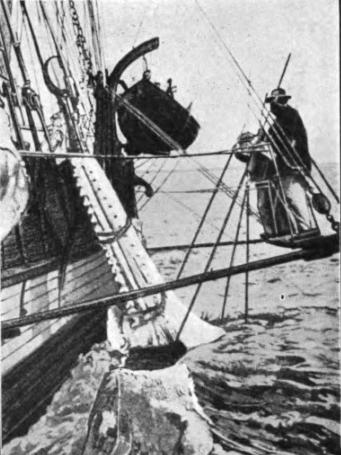 Hoisting In The Lower Jaw Of A Sperm Whale.