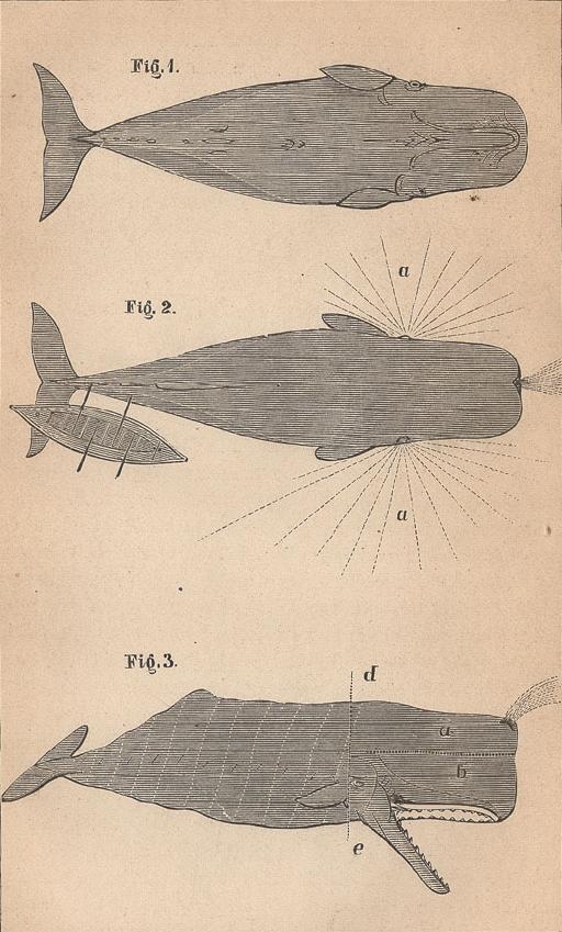 Outlines Of Sperm-Whale