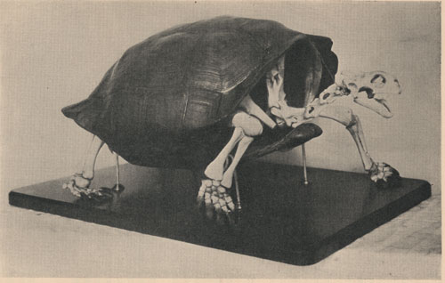 Skeleton of Duncan Island tortoise (Testudo ephippium), as mounted in the U.S. National Museum
