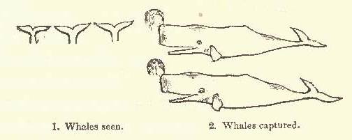 Symbols for Whales Seen and Whales Captured