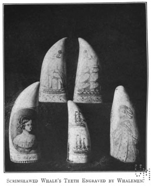 Scrimshawed Whale's Teeth Engraved By Whalemen.