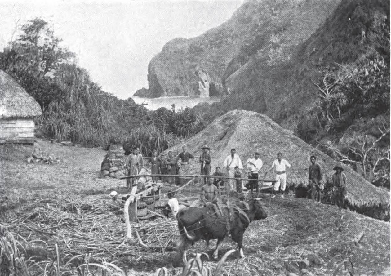 Crushing the Sugar Cane