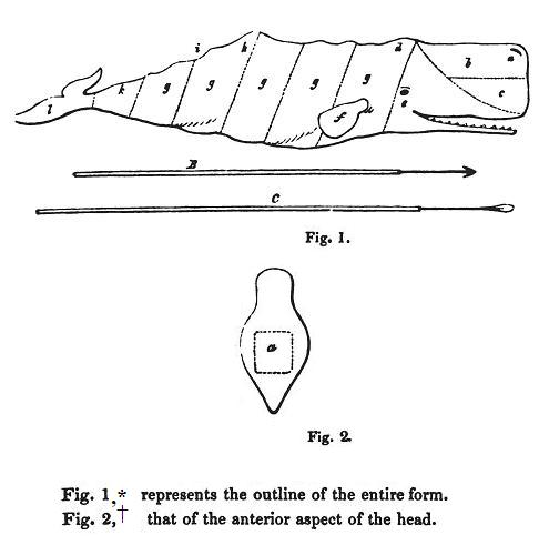 Diagram of Sperm Whale - a