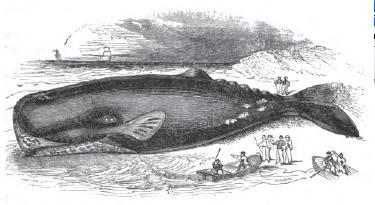  Sperm Whale or Cachalot