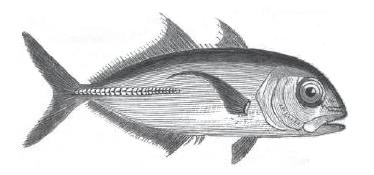 Rudder-fish