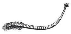 Lernaea exocaeti (parasitic worm)