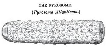 Pyrosome