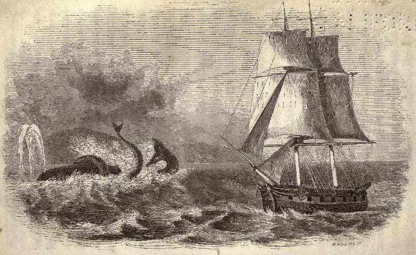 Combat between a Whale and the Sea Serpent.
