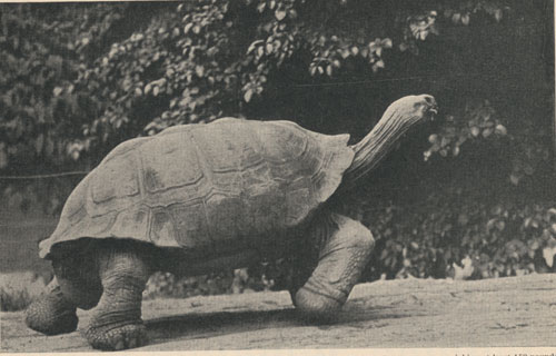 A Galapagos tortoise (Testudo vicina), in a walking attitude.  This animal can easily carry a man weighing at least 150 pounds.  It is very gentle and tractable, and follows the keepers like any domestic animal.  From the New York Zoological Park.