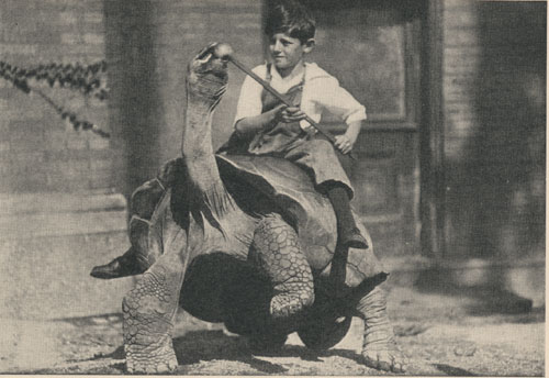 A Galapagos tortoise (Testudo vicina) in action.  This is the same specimen as shown on page 97 [Fig. 30].  From the New York Zoological Park.