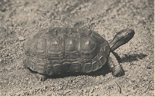 The South American tortoise (Testudo tabulata), with which the origin of the Galapagos tortoise is doubtless connected