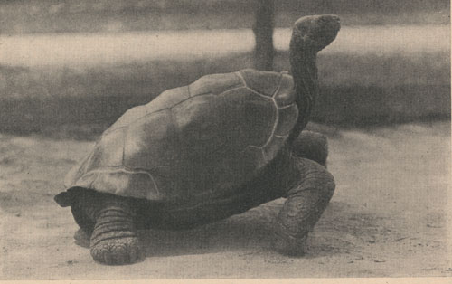 A Galapagos tortoise (Testudo vicina) from Albemarle Island, which has lived in the National Zoological Park at Washington for twenty-seven years.  Straight length of carapace, two feet.