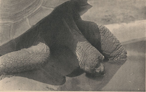 A Galapagos tortoise (Testudo vicina) drinking.  From the New York Zoological Park.