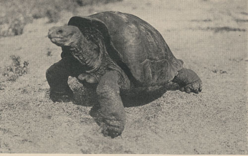 A Galapagos tortoise (Testudo abingdonii) from Abingdon Island.  This specimen was among the first of these wonderful tortoises brought to the New York Zoological Park.