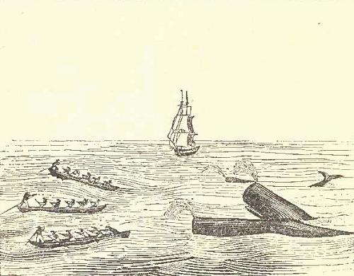 Three boats hunting whales