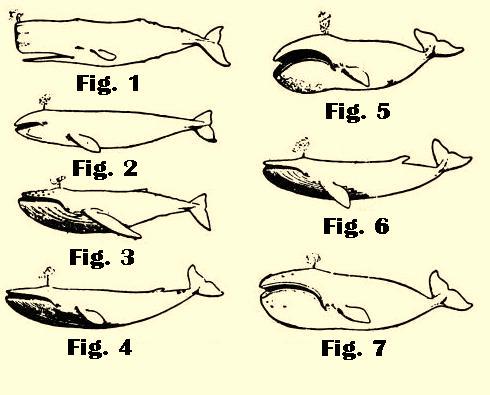 Various Kinds Of Whales