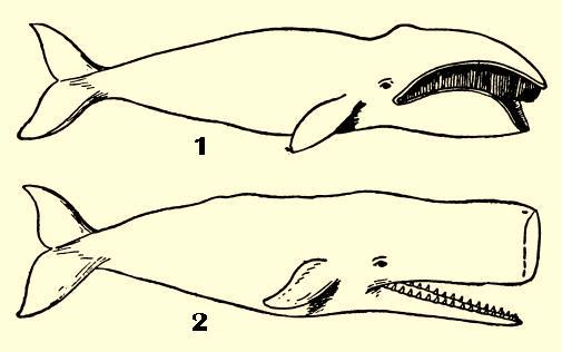 Right Whale To Show Whalebone / Sperm Whale Showing Teeth