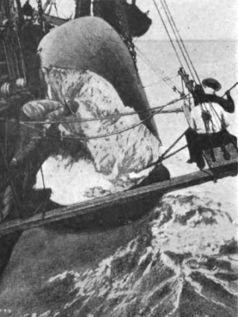 Hoisting In The Case And Junk Of A Sperm Whale.