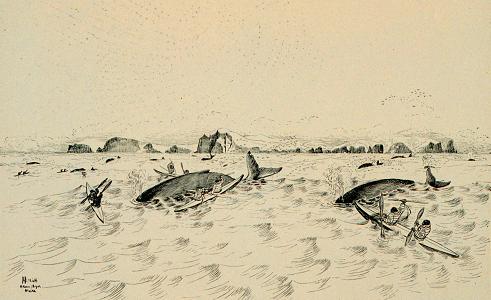 Eskimos Attacking Humpback Whales In Behrings Sea.