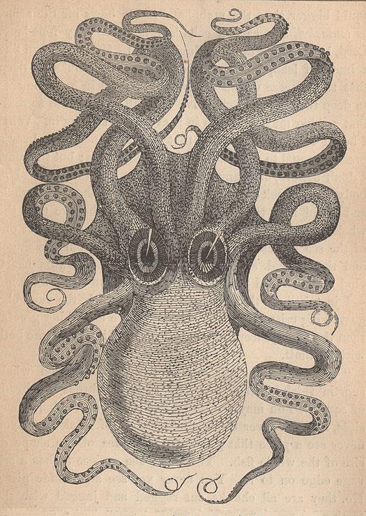 EIGHT-ARMED CUTTLE-FISH (SEPIA OCTOPUS)– FRONT VIEW