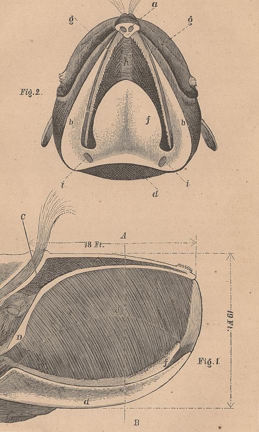 SECTION OF RIGHT WHALE'S HEAD (MOUTH SHUT)