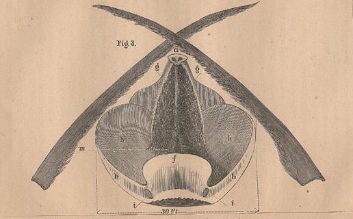 SECTION ACROSS RIGHT WHALE'S HEAD (MOUTH OPEN)